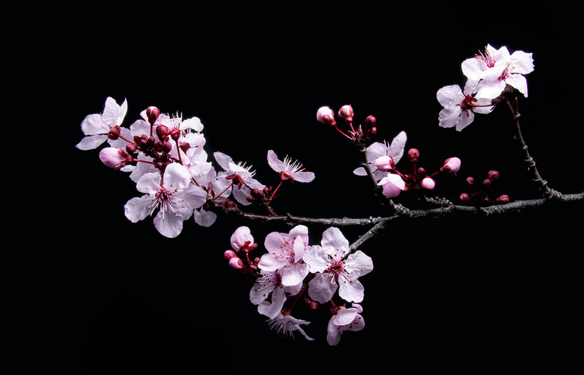 和風ロゴ 桜の花のデザイン｜イメージ写真